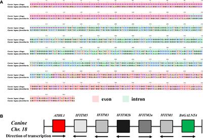 Canine Interferon-Inducible Transmembrane Protein Is a Host Restriction Factor That Potently Inhibits Replication of Emerging Canine Influenza Virus